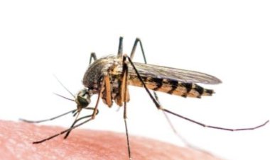 झिका व्हायरस: आरोग्य यंत्रणा सज्ज