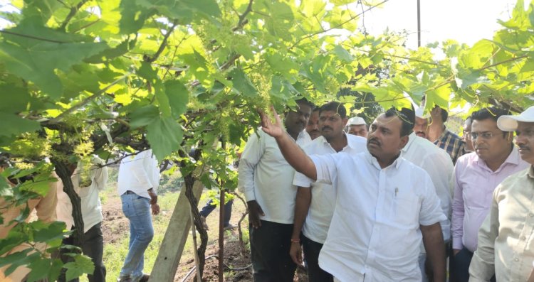 अवकाळी पावसाने नुकसानग्रस्त झालेल्या द्राक्ष बागेची आमदार समाधान दादा आवताडे यांनी प्रशासनास सोबत घेत बांधावर जाऊन केली पाहणी.