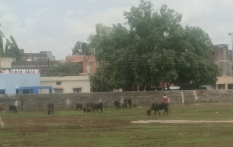 पंढरपूर क्रीडा अधिकारी दाखवा 1हजार बक्षीस मिळवा.