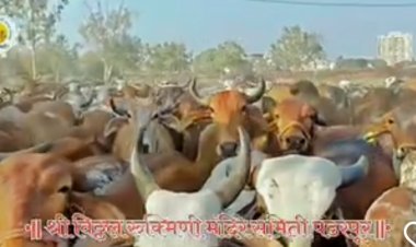 गोशाळेतील नवजात वासरास दुध पाजताना कर्तव्यात हलगर्जीपणा केलेल्या कर्मचा-यांवर गुन्हा दाखल,