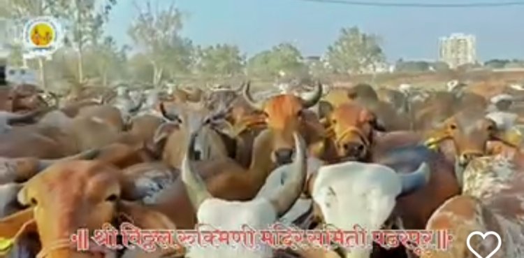 गोशाळेतील नवजात वासरास दुध पाजताना कर्तव्यात हलगर्जीपणा केलेल्या कर्मचा-यांवर गुन्हा दाखल,