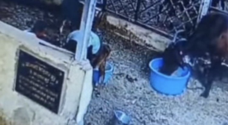 गोशाळेतील नवजात वासरास दुध पाजताना कर्तव्यात हलगर्जीपणा केलेल्या कर्मचा-यांवर गुन्हा दाखल,